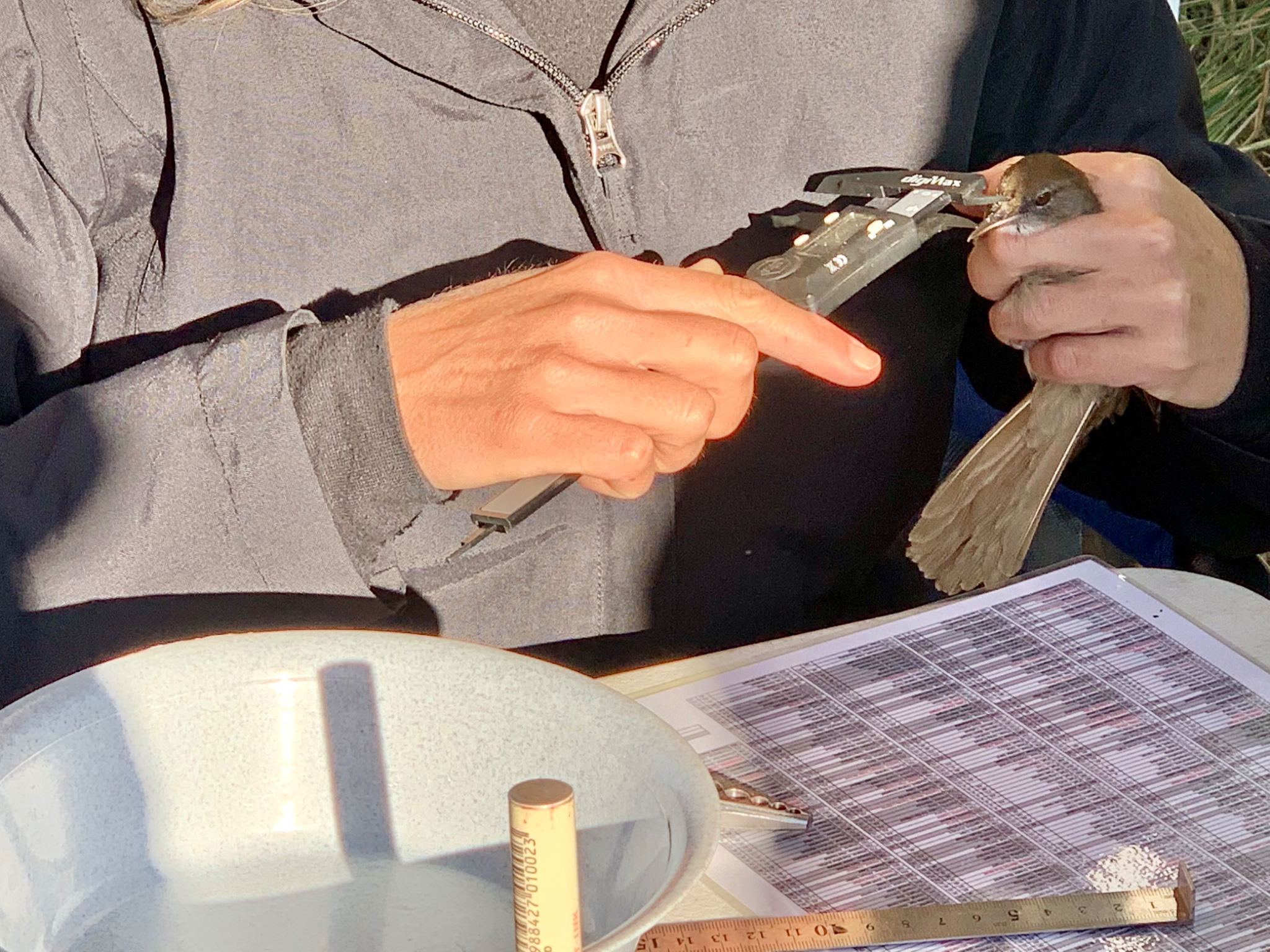 Taking bird measurements